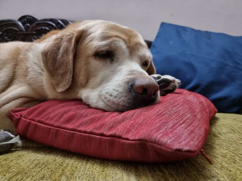 Photo en mode Portrait avec le Samsung Galaxy S21 : un chien endormi sur un oreiller rouge avec un fond flouté.