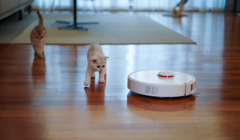 Photo de deux chatons intrigués par un aspirateur robot en fonctionnement.